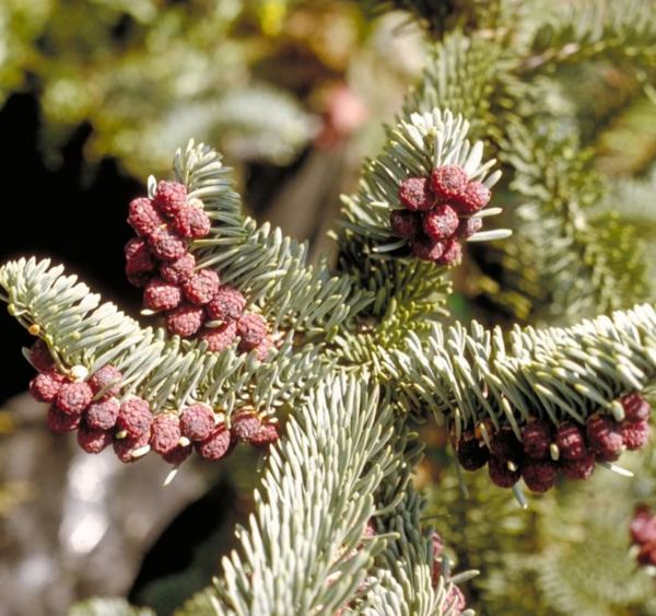 Abies concolor