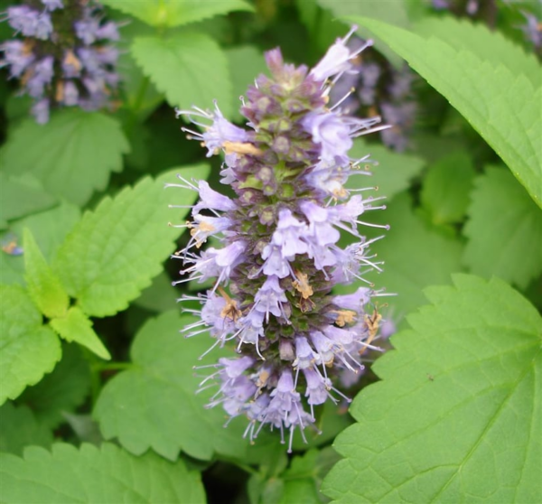 Agastache 'Black Adder'