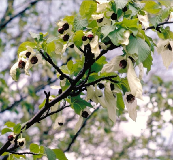 Davidia involucrata