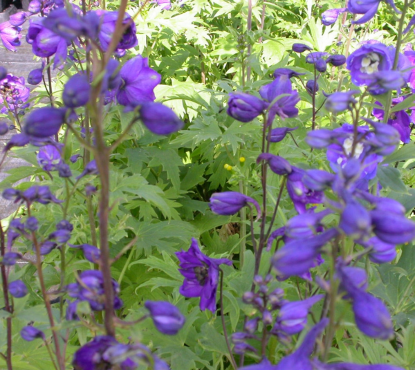 Delphinium (P) 'Black Knight'