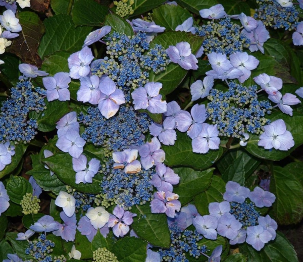 Hydrangea s. 'Bluebird'