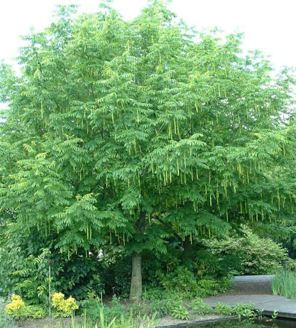 Koelreuteria paniculata