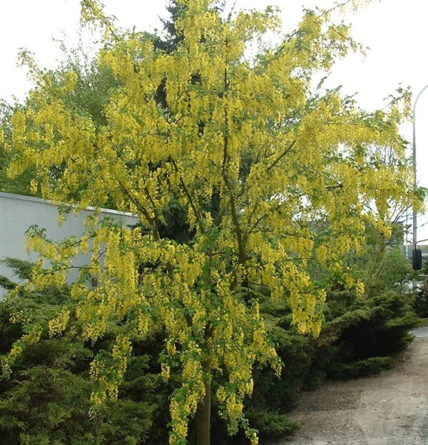 Laburnum wat. 'Vossii'