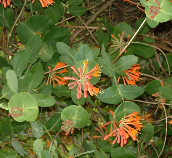 Lonicera brownii 'Dropmore Scarlet'