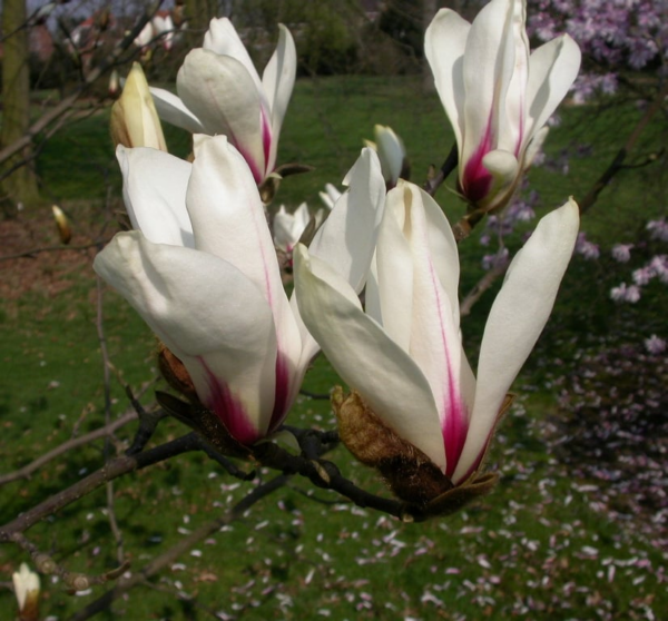 Magnolia cylindrica