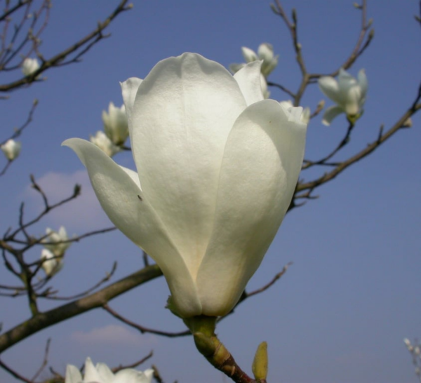 Magnolia denudata