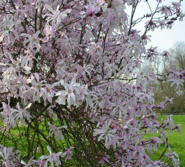 Magnolia loebneri 'Leonard Messel'