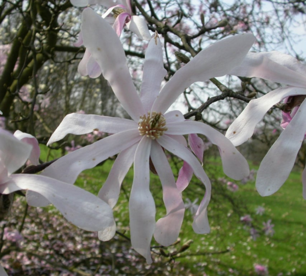 Magnolia loebneri 'Leonard Messel' - Afbeelding 4