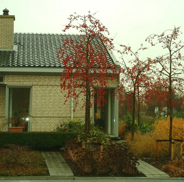 Malus 'Red Sentinel'