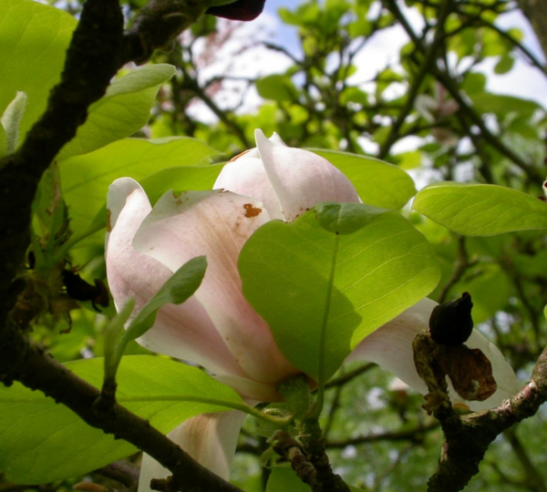 Magnolia soul. 'Alexandrina'