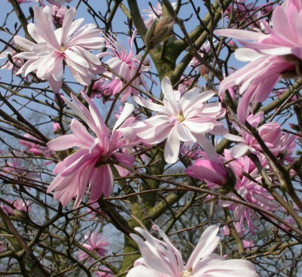 Magnolia st. 'Rosea'