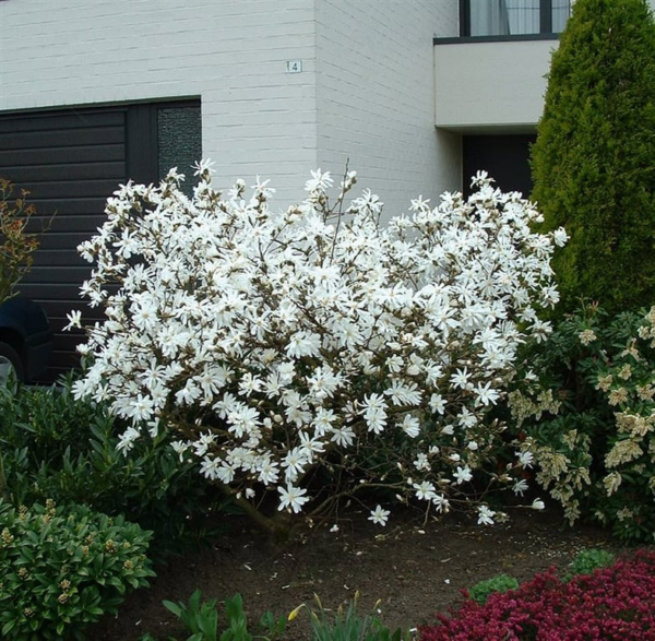 Magnolia stellata