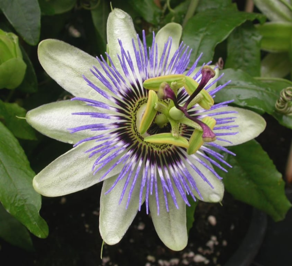 Passiflora caerulea