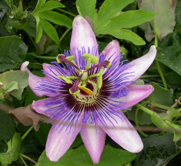 Passiflora 'Purple Passion'