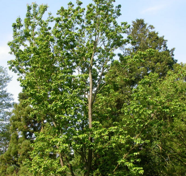 Prunus 'Collingwood Ingram'