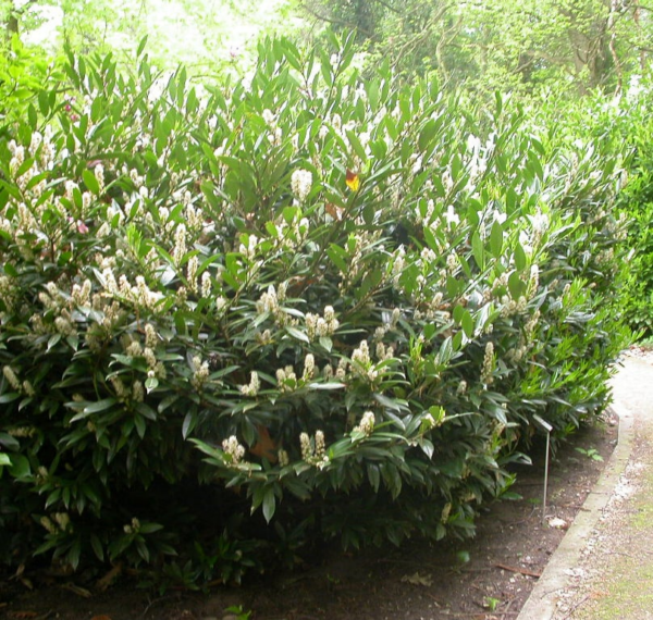 Prunus l. 'Otto Luyken'