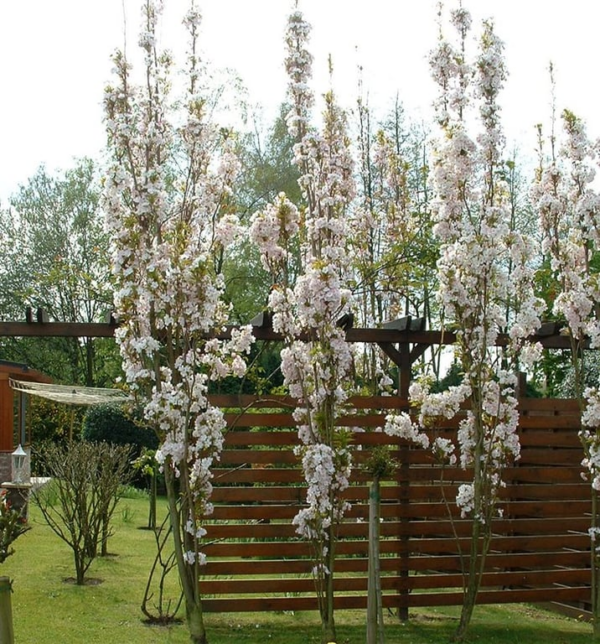 Prunus serr. 'Amanogawa'