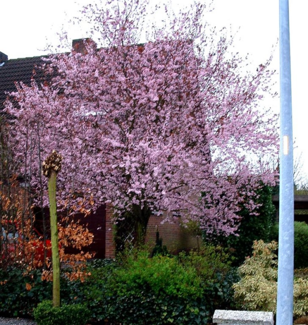 Prunus subh. 'Autumnalis Rosea' - Afbeelding 2