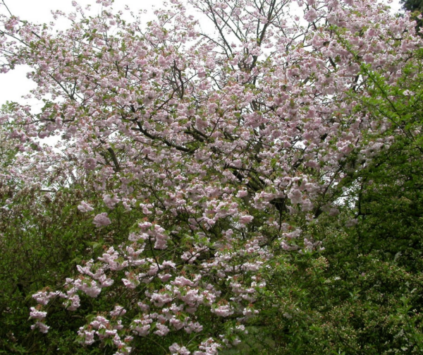 Prunus serr. 'Ichiyo'