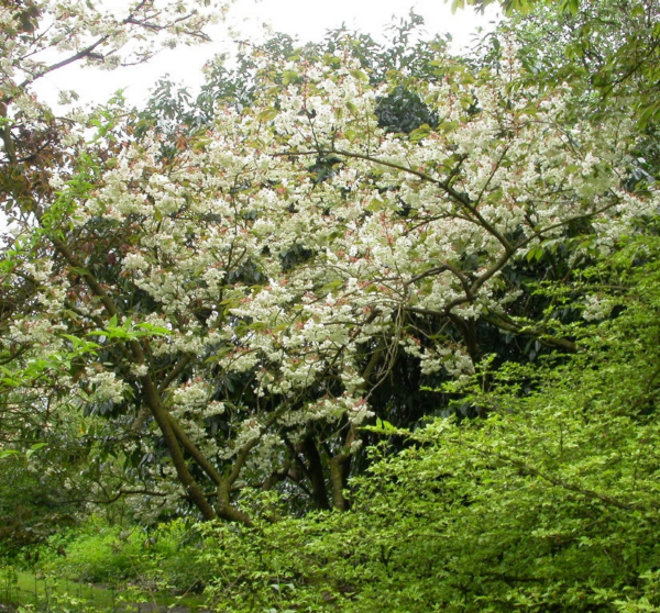 Prunus serr. 'Ukon'