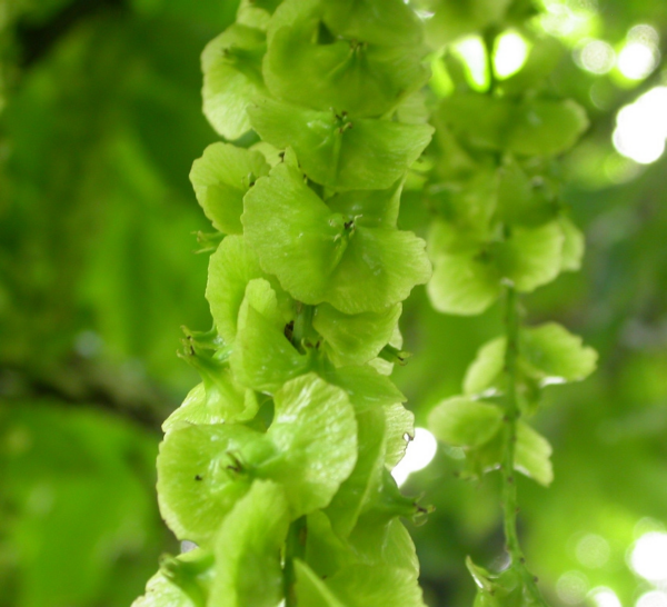 Pterocarya fraxinifolia