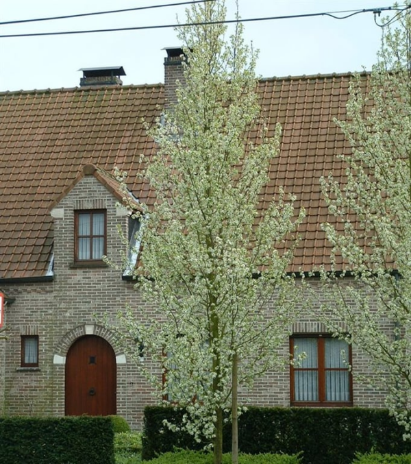 Pyrus calleryana 'Chanticleer' - Afbeelding 5