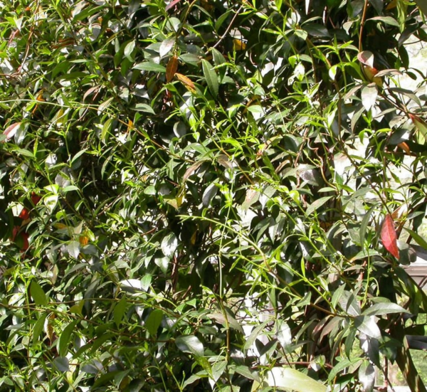 Trachelospermum jasminoides