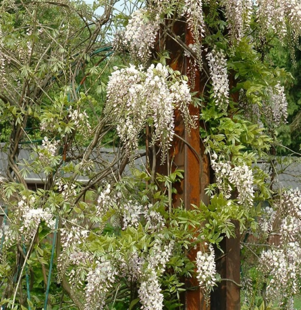 Wisteria sin. 'Rosea'